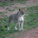 ZMB NOR SouthLuangwa 2016DEC10 NP 063 : 2016, 2016 - African Adventures, Africa, Date, December, Eastern, Month, National Park, Northern, Places, South Luangwa, Trips, Year, Zambia